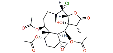 Robustolide E